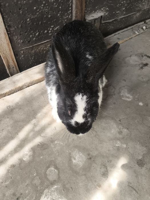 Продаем кроликов или обмен