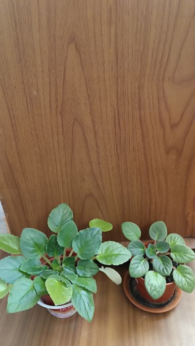 Комнатные растения, Фиалки сортовые оптом