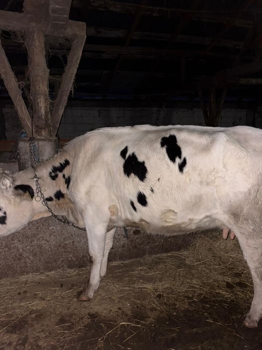 Bălțata cu negru Românesc