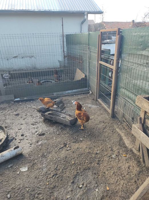 Cocosi rasa  Araucana din primavara