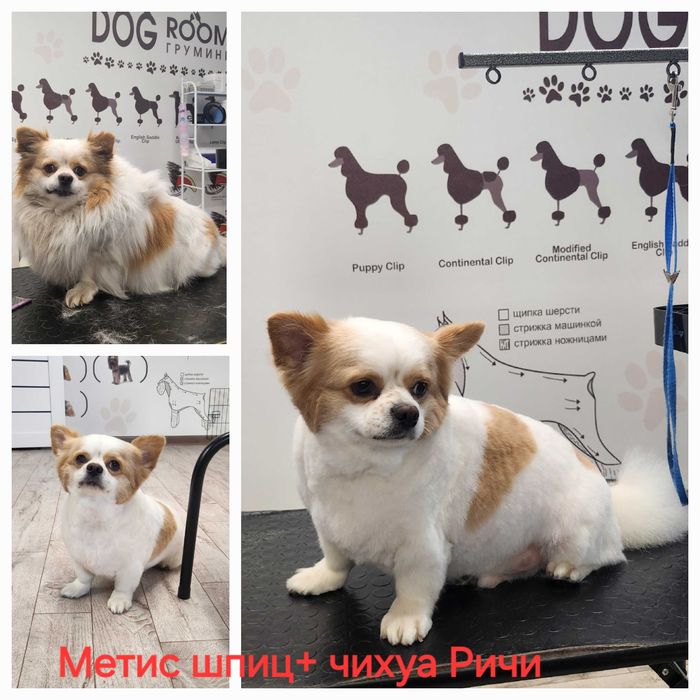 Грумер, стрижка собак