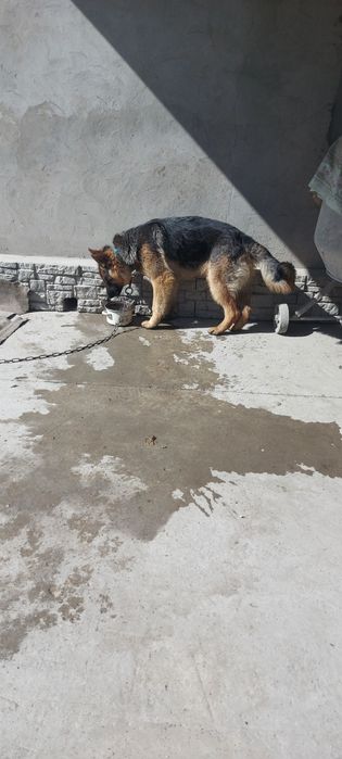 Продам немецкую овчарку