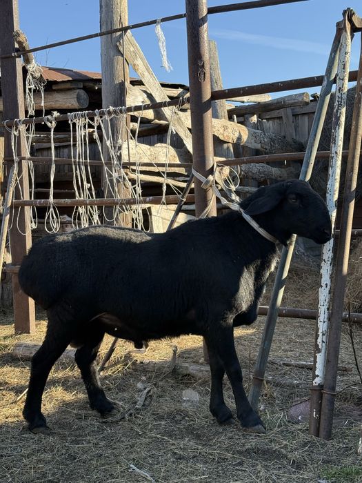 Кошкары Арашаны.