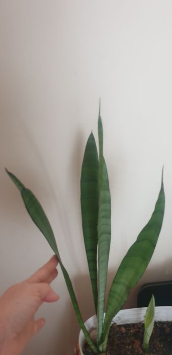Сансевиерия Силвер Квин