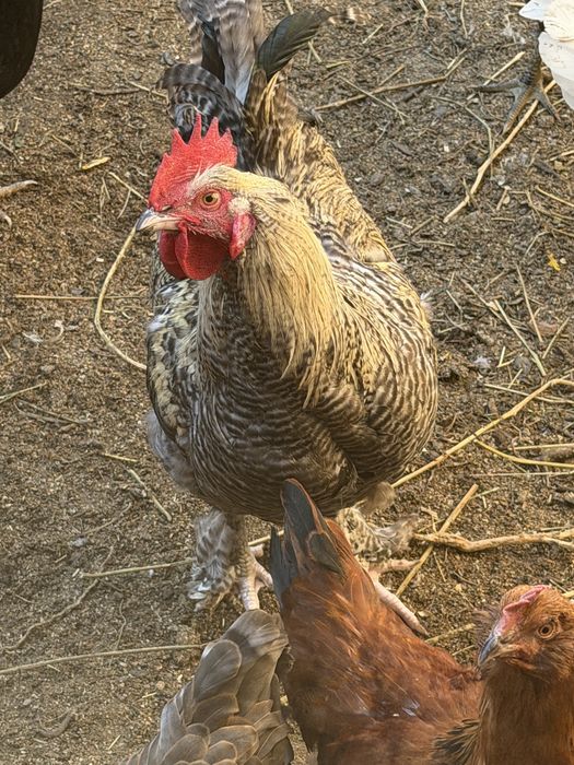 Молодые петушки 3 шт продажа, обмен