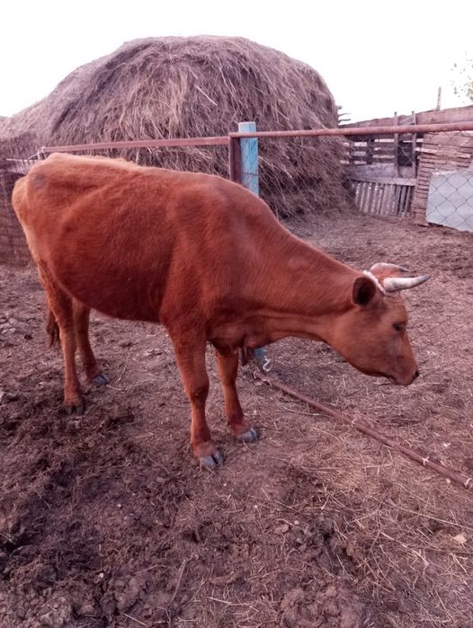 Продам КОРОВУ,трехлетку