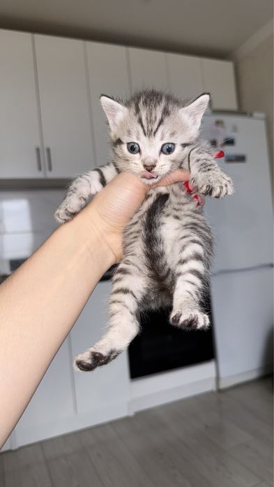 Отдам котят породистых
