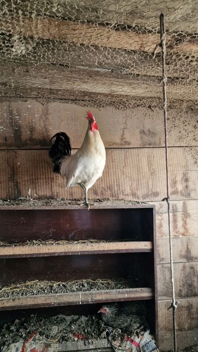 Vand oua Brekel  pentru incubator