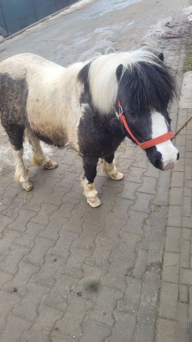 Vând un ponei nu este armăsar mai mute detaliile de la telfon