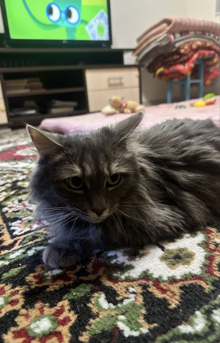 Отдам кошку в добрые руки