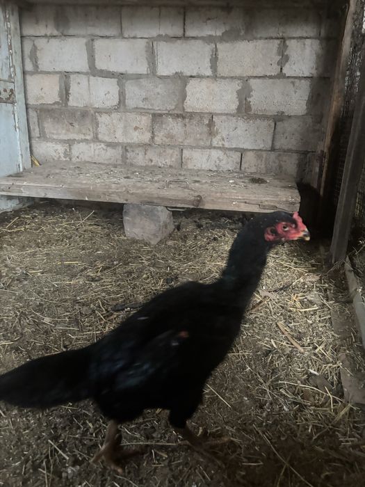 Декан тауык таза