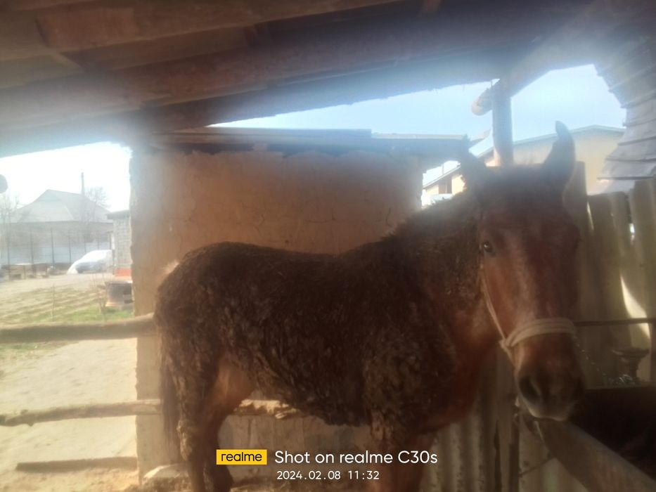 Сайфудинов Сайтдауле