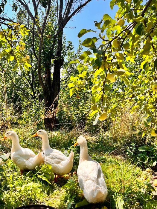 Продам уток,индоуток,кур