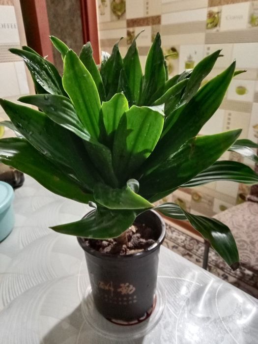 Пальма драцена продам