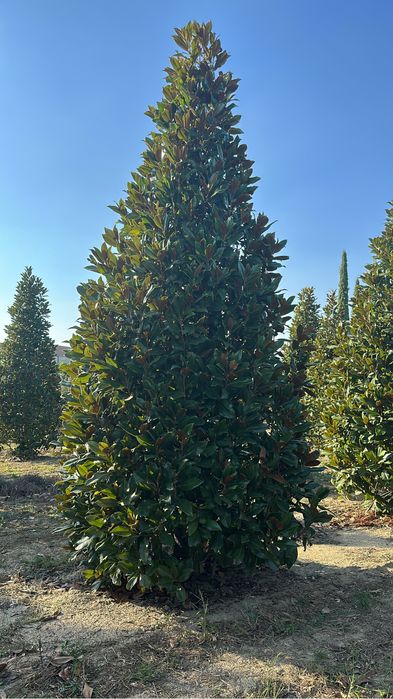 Tuia brazi bosai palmieri maslini cedru ilex spirale pohtinia taxus