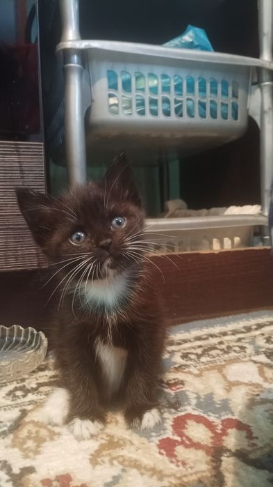 Котята британцы коротко шерстные