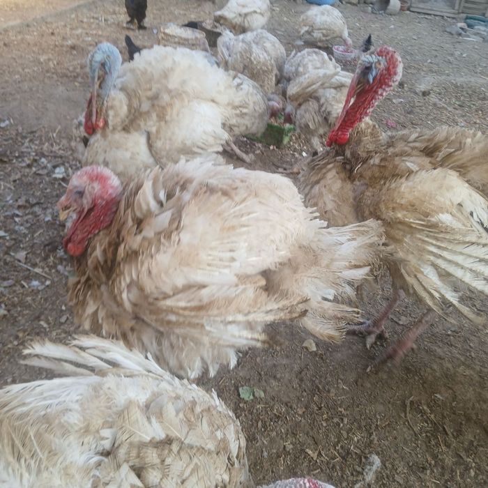 Big indug  boqilgan . Go‘shga