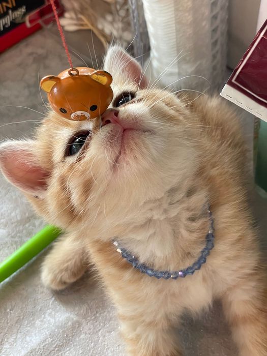 Britan Chinchilla mushukchalar