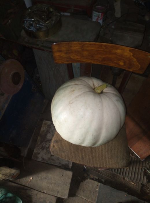 Продам тыквы домашние