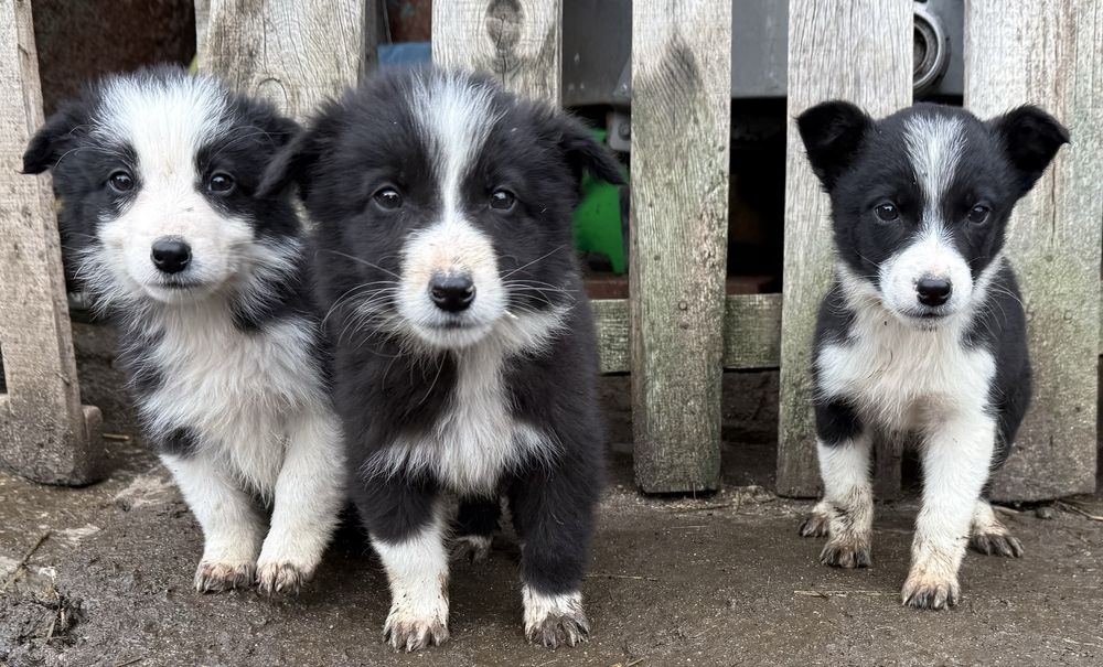 Малки кученца бордър коли