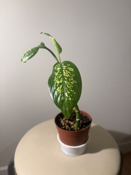 Продам комнатные растения