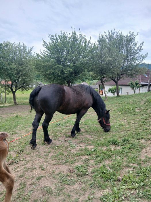 Vand iapa cu manza