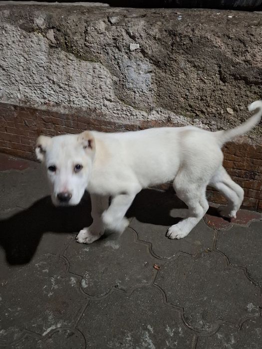 Toza zotli Alabay Buxoroda davrada yutib yuborgan itni bolasi