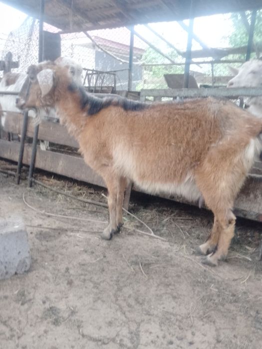 Дойные козы продам