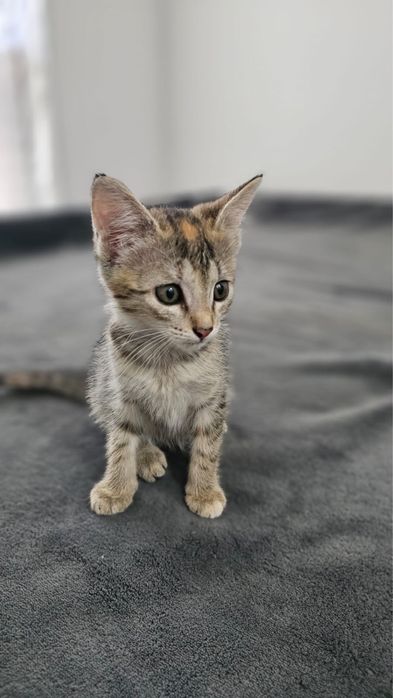 Отдаем симпатичных котят в добрые руки