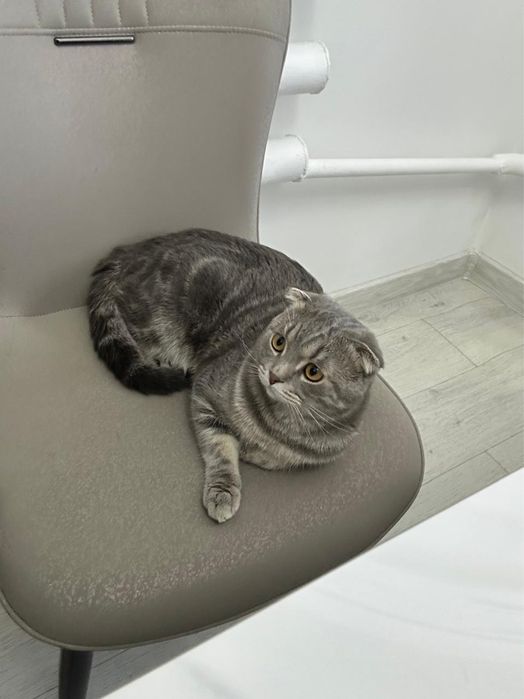 Вязка жениха скоттиш страйт ищем