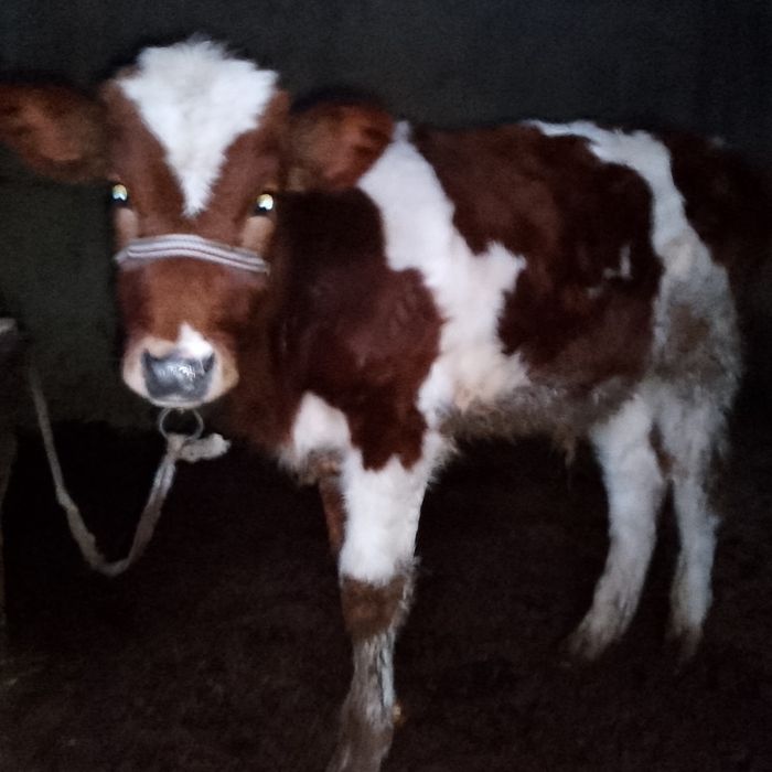 Сментал навосча буйи 1.8см