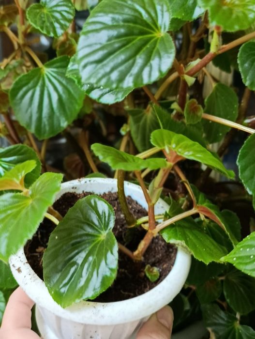 Бегония вечноцветущая