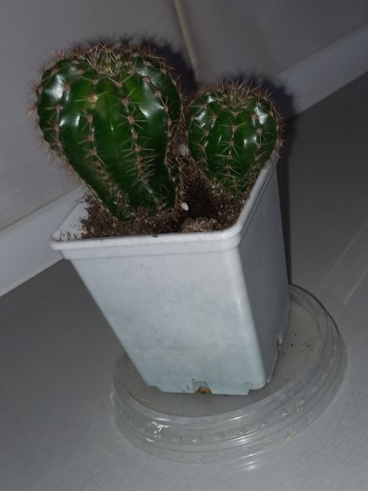 Кактус Эхинопсис