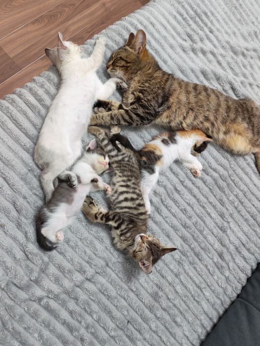 Котята в добрые руки