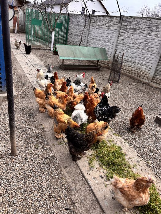 Vand oua brahma si motate