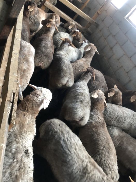 Тоқтылар/баран/қой/қошқар