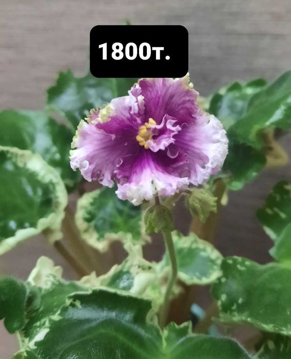 фиалки сортовые цветущие