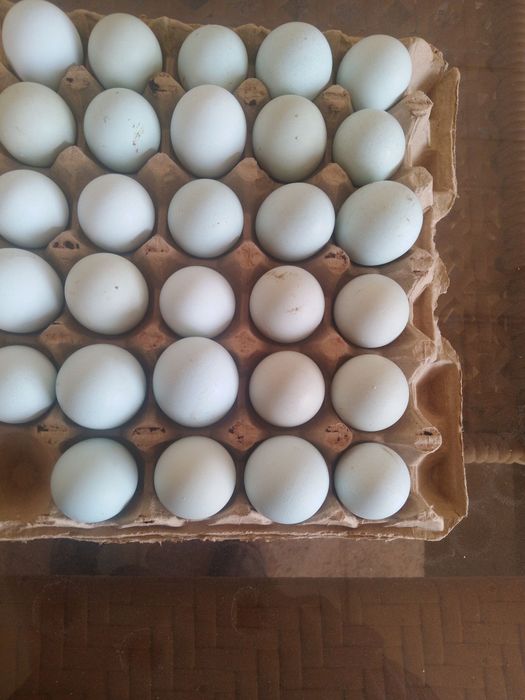 Кора шахзода ва Ухаюл тухумлари уругланган