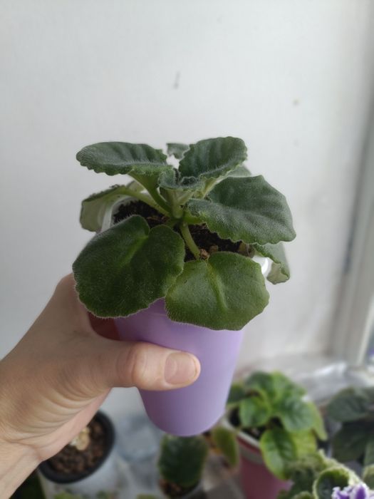 Стартеры и детки сортовых фиалок