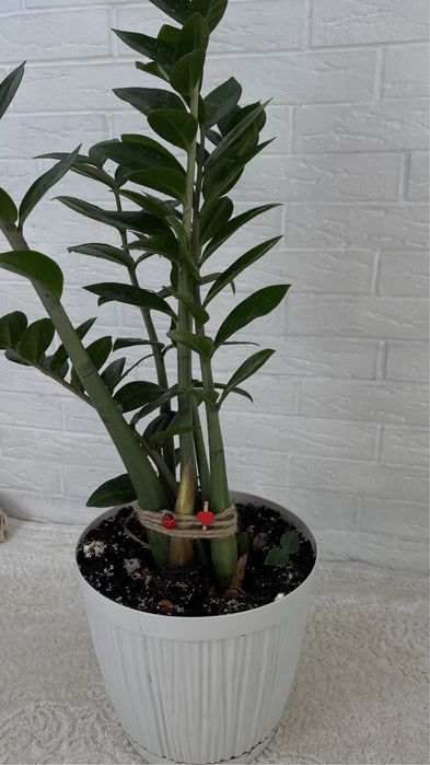 Продам цветок Замиокулькас, 1м