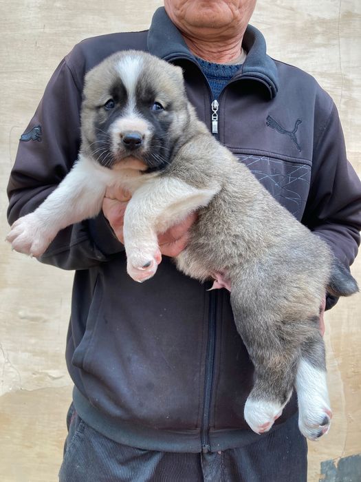 Щенок Туркменского Алабая ( чистокровный )