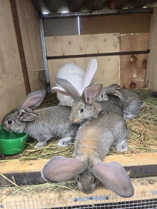 Iepuri Uriaș german