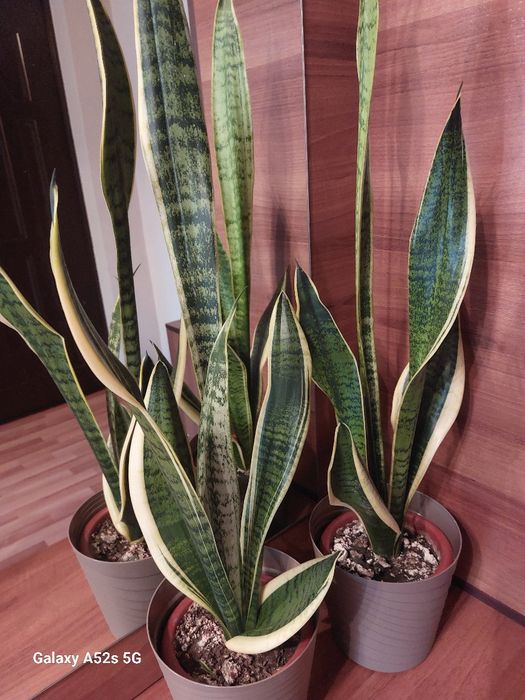 Vindem Sansevieria, plantă ornamentală de apartament