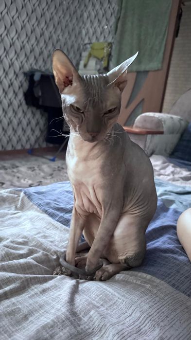 Отдам кота в добрые руки