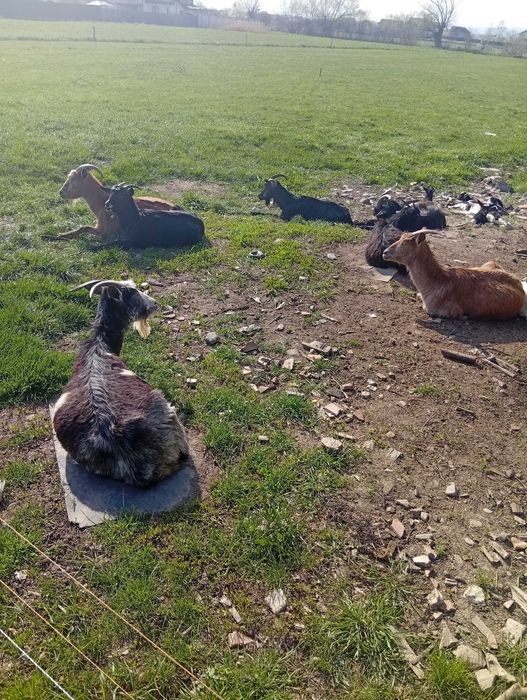 vând capre bune de lapte