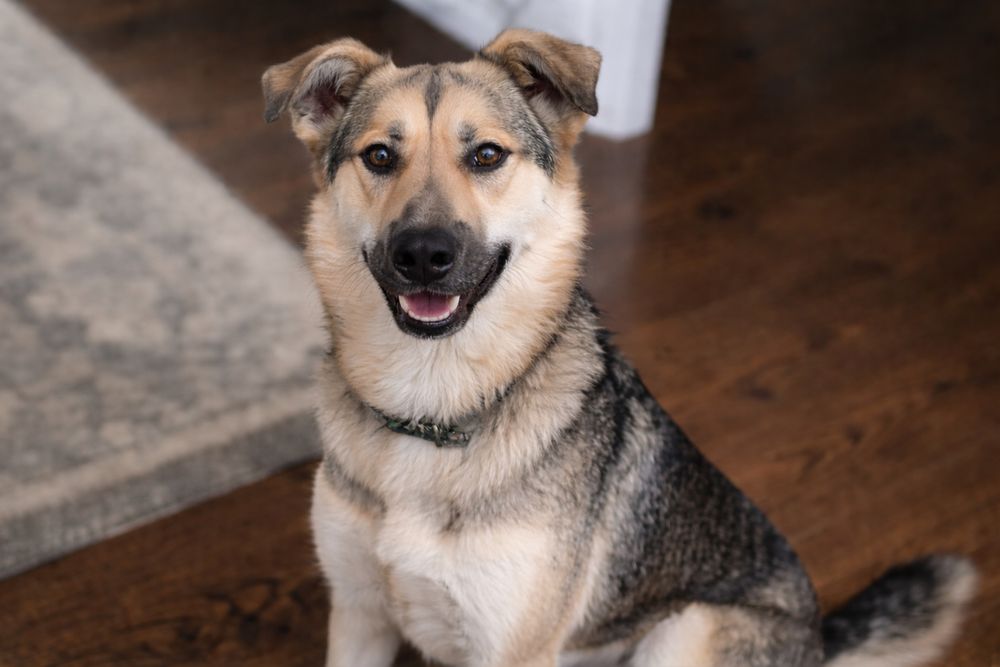 Добрая и спокойная собака Стелла ищет дом