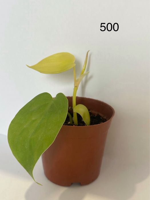 Продам черенки комнатных растений