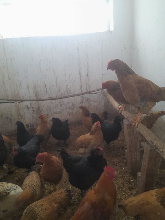 Курочки молодки Кученские и т.д.