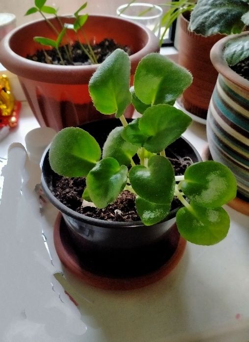 Фиалка сиреневого цвета