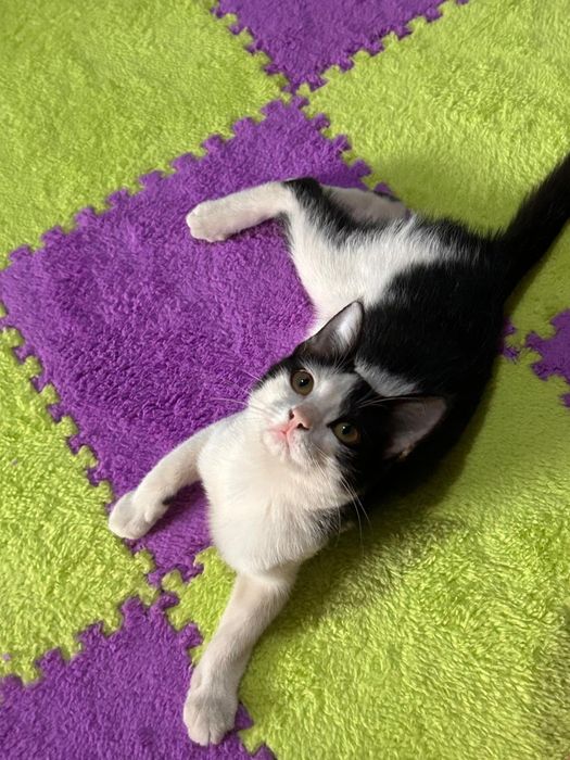 Котенок в добрые руки